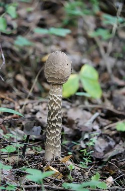 Vahşi ormanda yetişen mantarlar.