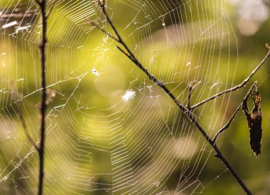 Yaz ormanlarında güneş ışığında örümcek ağlı ağaç dalları. Işık ve gölgeler. Yaz doğası detayları