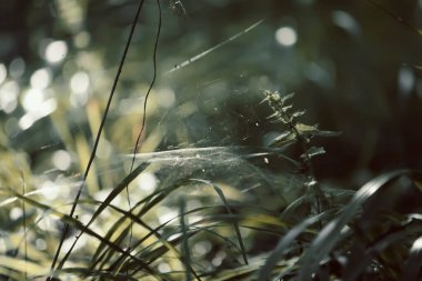 Yaz ormanlarında gün ışığında ağaç dalları. Işık ve gölgeler. Yaz doğası detayları