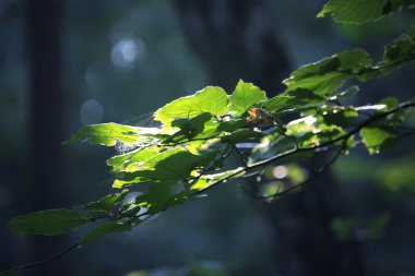 Yaz ormanlarında gün ışığında ağaç dalları. Işık ve gölgeler. Yaz doğası detayları