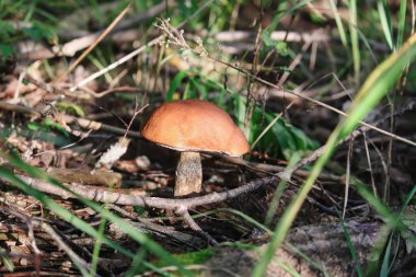 Portakal kabuğu huş mantarı vahşi ormanda yetişir.