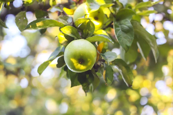 Zielone Jabłka Gałęzi Drzewa Owoce Gotowe Zbioru Ogrodzie Letnim — Zdjęcie stockowe