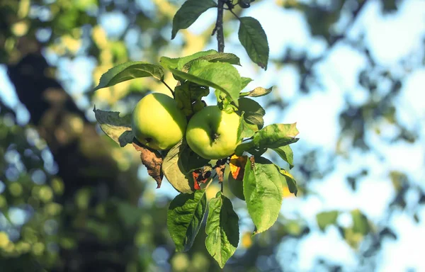 Zielone Jabłka Gałęzi Drzewa Owoce Gotowe Zbioru Ogrodzie Letnim — Zdjęcie stockowe