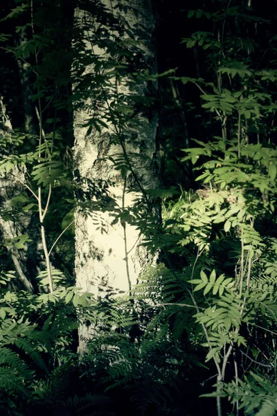 Branches Arbres Plein Soleil Dans Forêt Été Lumière Ombres Détails — Photo