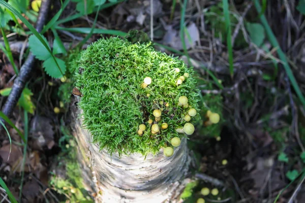 Hypholoma Fasciculare Cogumelos Não Comestíveis Venenosos Que Crescem Toco Árvore — Fotografia de Stock