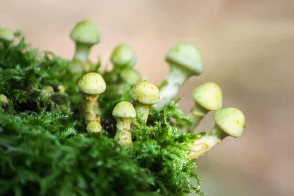 Hypholoma Fasciculare Giftige Ungenießbare Pilze Die Auf Einem Baumstumpf Moos — Stockfoto