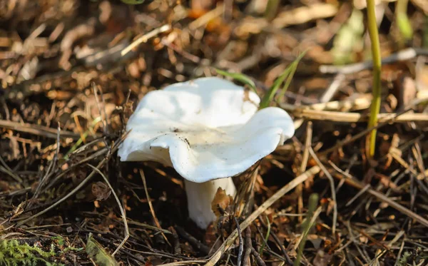 Paddenstoel Groeit Het Wild Bos — Stockfoto