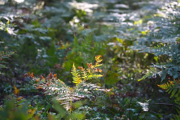 Зелені Рослини Папороті Сонячному Світлі Літньому Лісі Світло Тіні — стокове фото