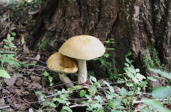 Cogumelos Que Crescem Floresta Selvagem — Fotografia de Stock