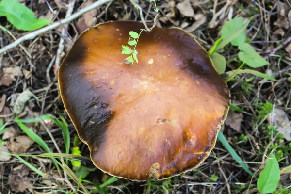 Funghi Che Crescono Nella Foresta Selvatica — Foto Stock