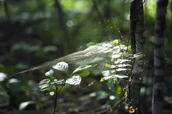 Baumzweige Mit Spinnennetz Sonnenlicht Sommerwald Licht Und Schatten Details Zur — Stockfoto