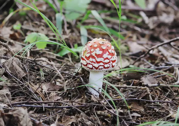 野生森林里的秋天蘑菇 果蝇有毒蘑菇或天牛麝香 — 图库照片