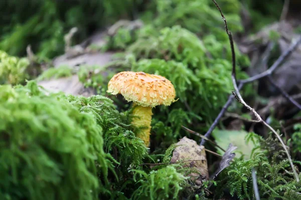 Lactarius Torminosus Poussant Dans Une Herbe Forêt Sauvage Avec Mousse — Photo