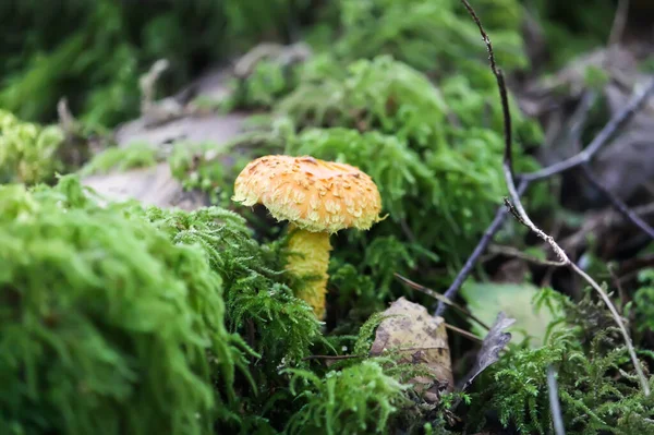 生长在绿苔丛生的野林草丛中的金丝雀 — 图库照片