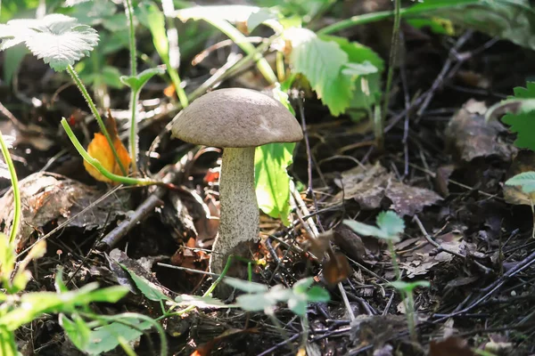 Cogumelo Vidoeiro Xícara Laranja Cresce Floresta Selvagem — Fotografia de Stock