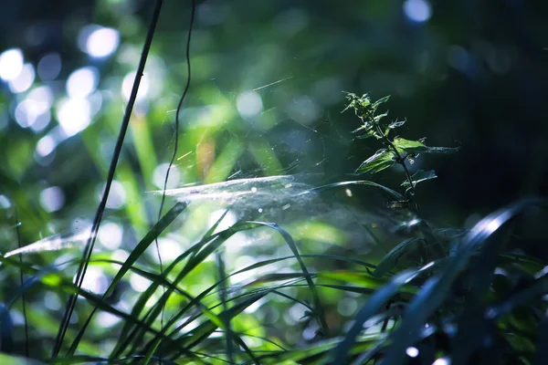 Baumzweige Sonnenlicht Sommerwald Licht Und Schatten Details Zur Natur Sommer — Stockfoto
