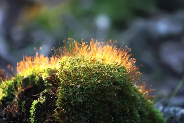 Piękne Botaniczne Ujęcie Naturalna Tapeta — Zdjęcie stockowe