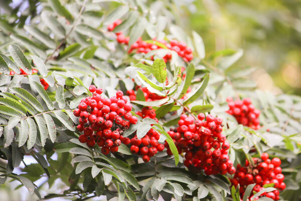 Ripe red Rowan berries close up