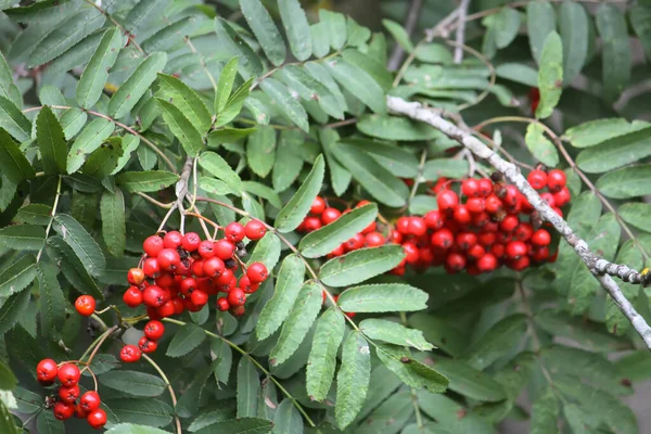 Ώριμα Κόκκινα Μούρα Rowan Κοντά — Φωτογραφία Αρχείου