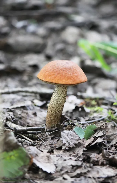 Champignon Bouleau Tasse Orange Pousse Dans Forêt Sauvage — Photo