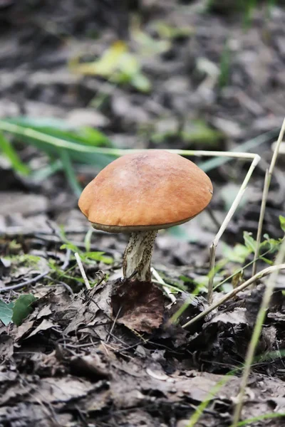 Cogumelo Vidoeiro Xícara Laranja Cresce Floresta Selvagem — Fotografia de Stock