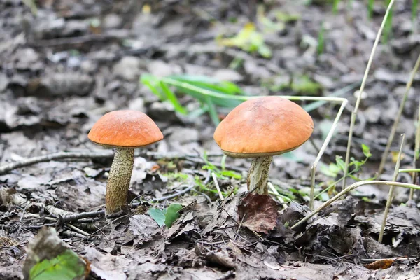 Cogumelos Vidoeiro Xícara Laranja Crescem Floresta Selvagem — Fotografia de Stock