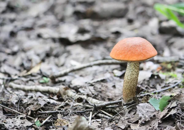 Cogumelo Vidoeiro Xícara Laranja Cresce Floresta Selvagem — Fotografia de Stock