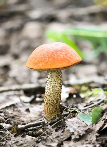 Cogumelo Vidoeiro Xícara Laranja Cresce Floresta Selvagem — Fotografia de Stock