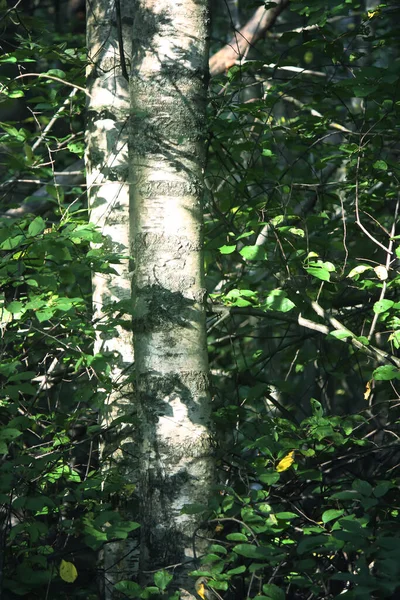 夏の森の中で日光の木の枝 光と影 夏の自然詳細 — ストック写真