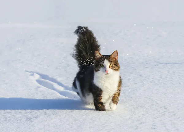 Tüylü Kuyruklu Aktif Genç Kedi Kırsal Alanlarda Karla Kaplı Alanda — Stok fotoğraf