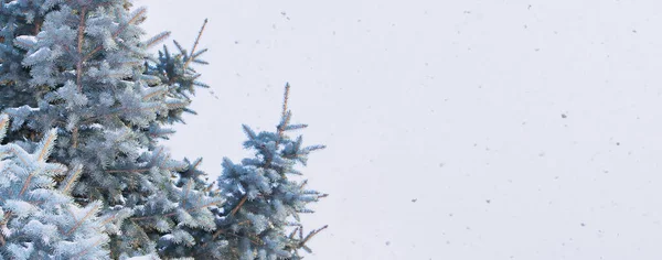 Winterurlaub Neujahr Und Weihnachten Hintergrund Für Banner Plakat Karte Tannenzweige — Stockfoto