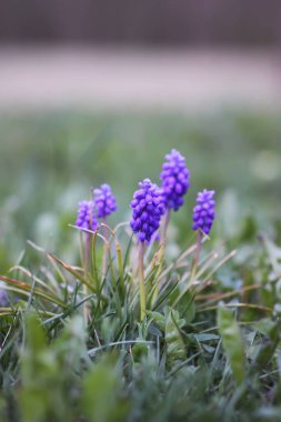 Mavi muscari çiçekleri. Bahar çiçekleri.