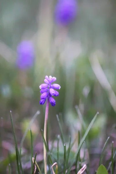 Flores Muscari Azul Plantas Con Flores Primavera — Foto de Stock