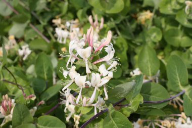 Baharda parktaki beyaz akasya ağacının çiçekleri..