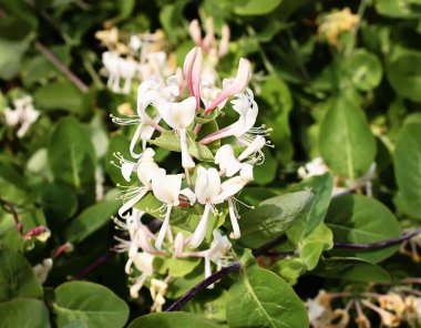 Baharda parktaki beyaz akasya ağacının çiçekleri..