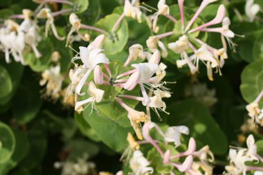 Baharda parktaki beyaz akasya ağacının çiçekleri..