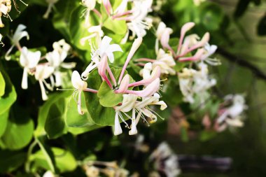 Baharda parktaki beyaz akasya ağacının çiçekleri..