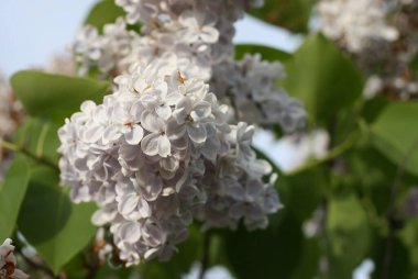 İlkbaharda parkta yaygın leylak ağacının dalında mor kokulu çiçekler. Şırınga bayağıdır..