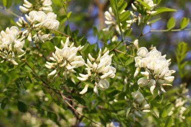Baharda parktaki beyaz akasya ağacının çiçekleri..