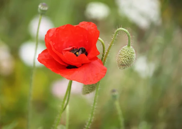 盛开的红罂粟花 — 图库照片
