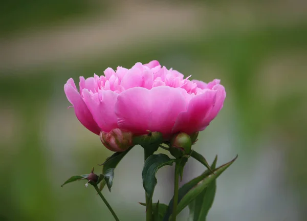 Różowy Kwiat Piwonii Rozkwicie — Zdjęcie stockowe