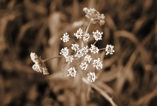 Flores Bonitas Natureza — Fotografia de Stock