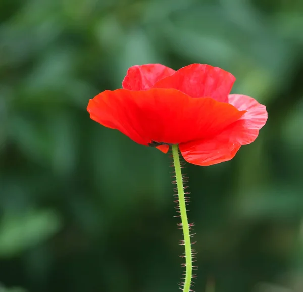 Mooie Papaver Bloem Tuin — Stockfoto