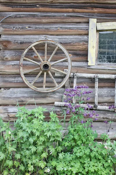 Motherwort Άγρια Φυτά Αναπτύσσονται Κοντά Στο Παλιό Ξύλινο Τοίχο Καλοκαίρι — Φωτογραφία Αρχείου