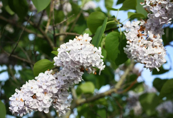 公園内の春に一般的なライラックの木の枝に紫色の芳香のある花 シリンガ ヴァルガリス — ストック写真