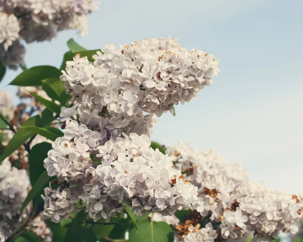 Фіолетові Пахучі Квіти Гілці Звичайного Бузкового Дерева Навесні Парку Syringa — стокове фото