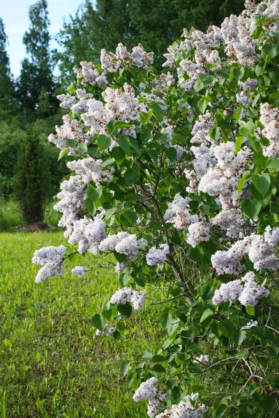 Fleurs Violettes Parfumées Sur Branche Lilas Commun Printemps Dans Parc — Photo