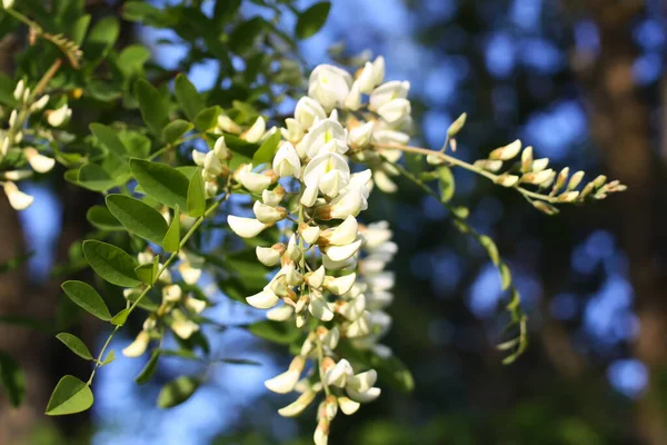 Kwitnące Kwiaty Białego Drzewa Akacjowego Parku Wiosną — Zdjęcie stockowe