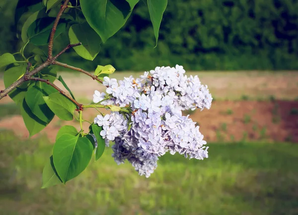 シリンガの花 春の庭のライラック植物 — ストック写真