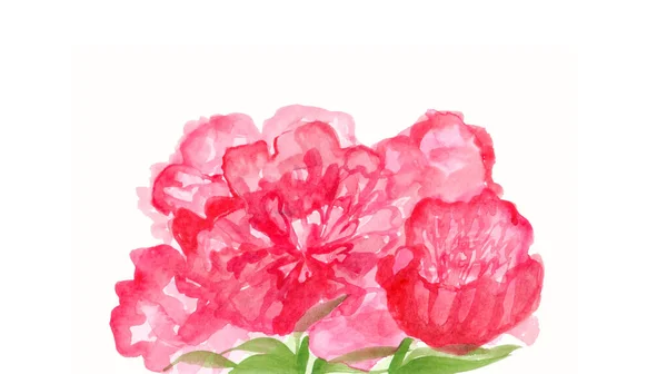 Hand Painted Watercolor Peony Flowers — Stock Photo, Image